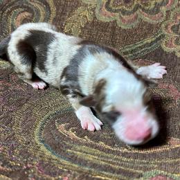 Boy 2 - Red merle male Miniature Australian Shepherd puppy in Hokes Bluff, Alabama from Alegria Toy Aussies