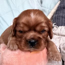 Axel - Ruby male Cavalier King Charles Spaniel puppy in Tucson, Arizona from Unicorn Tears and Cavaliers