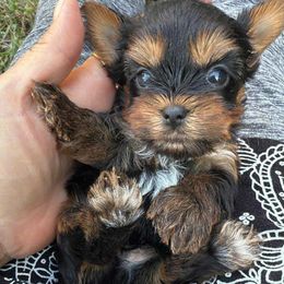 Jensen - Black and tan male Yorkshire Terrier puppy in Lebanon, Kentucky from Mosaic Merle Doodles