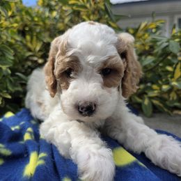 Ember - Parti female Poodle puppy in Blackfoot, Idaho from Draper Mountain Doodles