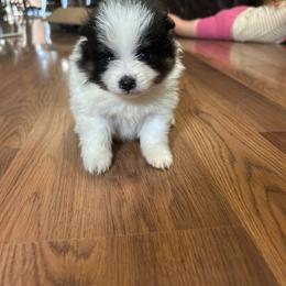 Chevy - Black and tan parti male Pomeranian puppy in Clinton, Tennessee from Liza’s Aussies & Poms