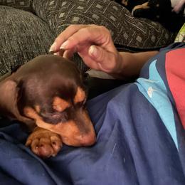 Sassy - Dachshund