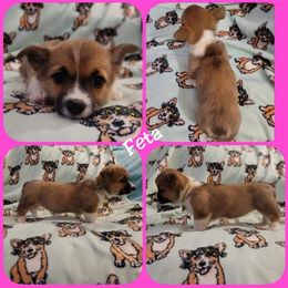 Pembroke Welsh Corgi Puppies from STR Corgis