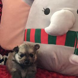 Pomeranian Puppies from Regal Poms