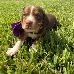 Girl 5 - Red and white female Beagle puppy in Dime Box, Texas from Kuehlers Kavaliers