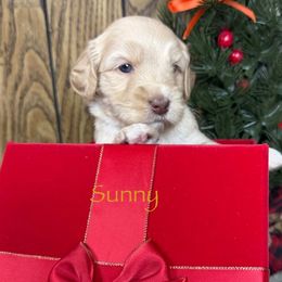 Sunny - Caramel cream male Australian Labradoodle puppy in Easley, South Carolina from Royal Diamond Labradoodles