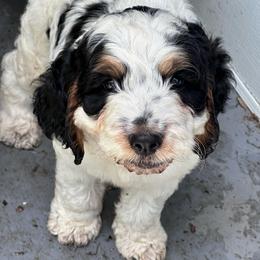 Boy 1 - Black white and tan male Springerdoodle puppy in Reddick, Florida from Cooper’s Mini Doodles