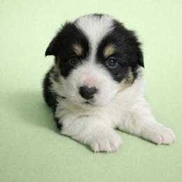 Charles (Charlie) - Black and tan male Pembroke Welsh Corgi puppy in Ramona, Oklahoma from Eden Farms Corgis