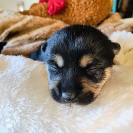 Pug and Shiba Inu Puppies from khshibas-khpugs