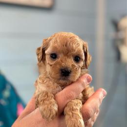 Kai - Red  male Poodle puppy in Wharton, Texas from In the Red Poodles