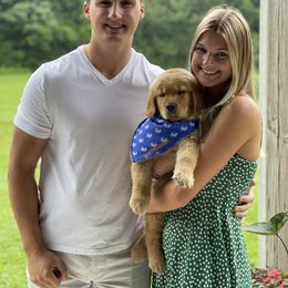 Golden Retriever Puppies from Seven Hills Goldens