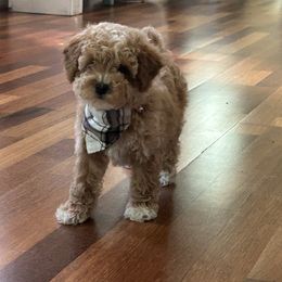 Ronny - Parti male Poodle puppy in Mint Hill, North Carolina from DoodleForever