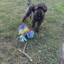 Ebony - Aussiedoodle