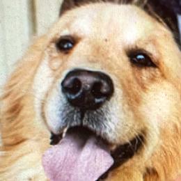 Cooper - Golden Retriever