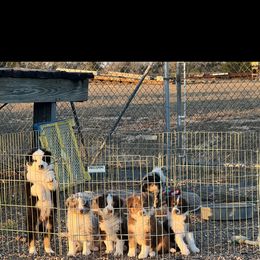 Australian Shepherd puppies from sassy jen's aussies 365
