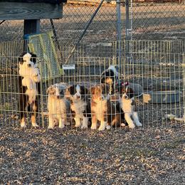 Australian Shepherd puppies from sassy jen's aussies 365