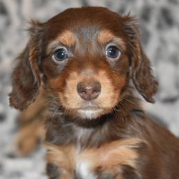 Boy 2 - male Dachshund puppy in Texas from Sparkles & Spurs Mini Dachshunds