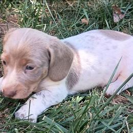 Taco - Fawn (isabella) and tan male Dachshund puppy in Sacramento, California from Family and Farm Friendly Dachshund