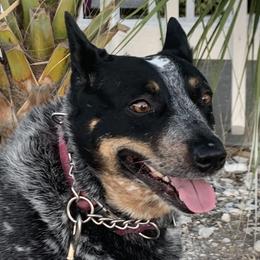 Bandit - Australian Cattle Dog
