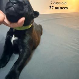 Green - Gray female Cane Corso puppy in Sullivan, Missouri from Midwest Cane Corso in Action
