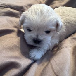 Blue Collar - Cream male Lhasa Apso puppy in Port Royal, Virginia from Hearth and Hound Family Farms