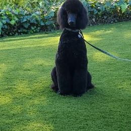 Poodle Puppies from Cabernet Standard Poodles