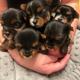 Ember - Yorkshire Terrier