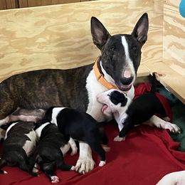 Tbd - Brindle and white male Bull Terrier puppy in Gilbert, Arizona from Sunny Sky Bull Terriers