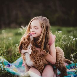 Cavapoo and Goldendoodle Puppies from Lake Cumberland Doodle Farm