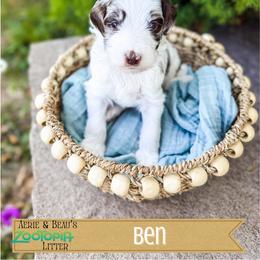 Ben - Merle male Goldendoodle puppy in Soddy Daisy, Tennessee from The W Doods