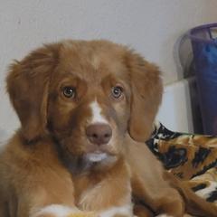 Nova Scotia Duck Tolling Retrievers from Sundance Tollers