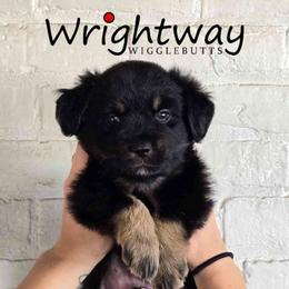 Braeburn - Black tri male Miniature Australian Shepherd puppy in Dowagiac, Michigan from Wrightway Wigglebutts