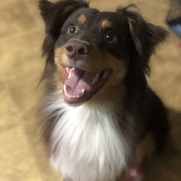 Yogi Bear - Australian Shepherd