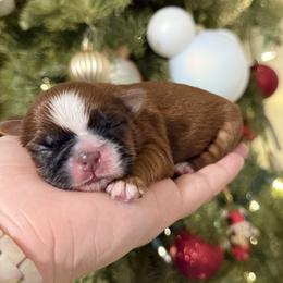 Paco - Black gold and white male Shih Tzu puppy in Northridge, California from Our ShihTzu Family