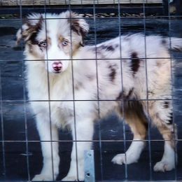 Bliss - Red merle female Australian Shepherd puppy in Ennis, Texas from God’s Little Aussies