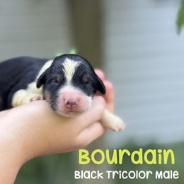 Bourdain - Black male Bordoodle puppy in Creston, Ohio from Borders of Eby Eden
