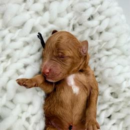 Boy 3 - Red  male Goldendoodle puppy in Philadelphia, Mississippi from Oakie Doodles