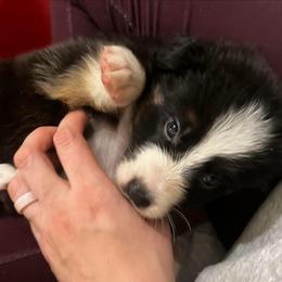 Fujara - Black tri-color male Australian Shepherd puppy in Bennett, Colorado from Alolan Angel Aussies