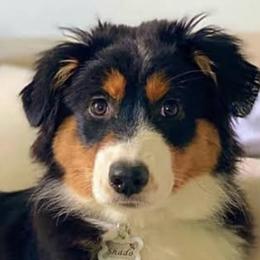 Australian Shepherds from Annie’s Australian Shepherds