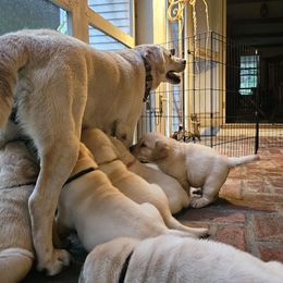 Labrador Retriever Puppies from Gabriel Ben-Yosef