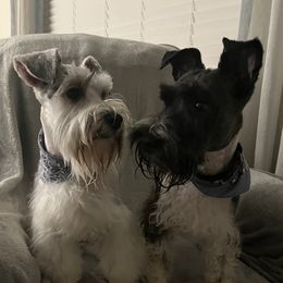 Miniature Schnauzers and Shorkies from Southern Ohio Schnauzers & Snorkies