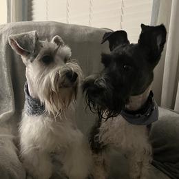 Miniature Schnauzers and Shorkies from Southern Ohio Schnauzers & Snorkies
