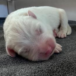Jack - White male Great Pyrenees puppy in Murfreesboro, Tennessee from Storybook Tails Farm