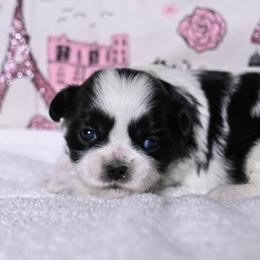 Stride - Black and white female Shih Tzu puppy in Montrose, Colorado from Nana's Happy Pups