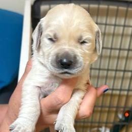 Yellow collar - Light golden female Golden Retriever puppy in Indianapolis, Indiana from ZuGolden Retrievers & Doodles