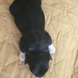 Girl1 - Black and white female Havanese puppy in Batesville, Arkansas from Hillbilly Havanese