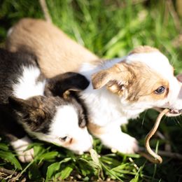 Cardigan Welsh Corgi and Pembroke Welsh Corgi Puppies from High Hopes Farm