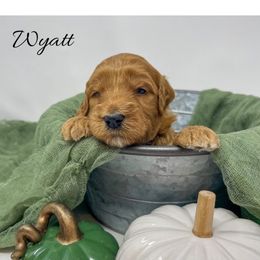 Wyatt - Red  male Goldendoodle puppy in State Road, North Carolina from Must Love Doodles
