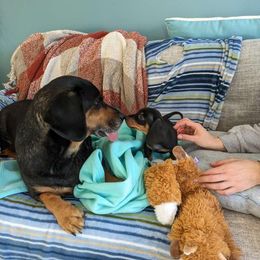 Dachshund Puppies from Phillian Family Mini Dachshunds