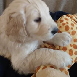 Golden Retriever and Goldendoodle Puppies from Guppy Puppies